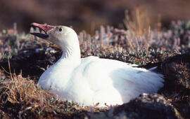 Photograph of a Snow goose nesting at Alexandra Fiord, Ellesmere Island