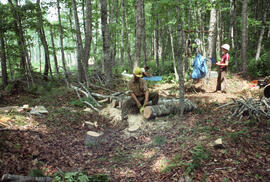 Photograph of three unidentified researchers taking disc sub-samples of felled trees, likely at A...