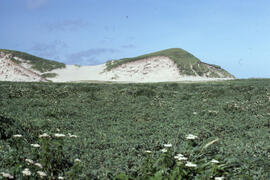 Photograph of dense Ammophila near a large dune on Sable Island