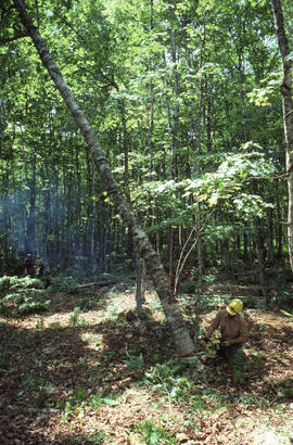 Photograph of an unidentified researcher felling a tree at an unidentified central Nova Scotian site