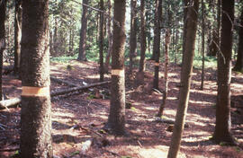 Photograph of girdled red spruce trap trees, Point Pleasant Park, Halifax, Nova Scotia
