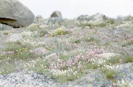 Photograph of vegetation on the tundra in Frobisher Bay, Northwest Territories