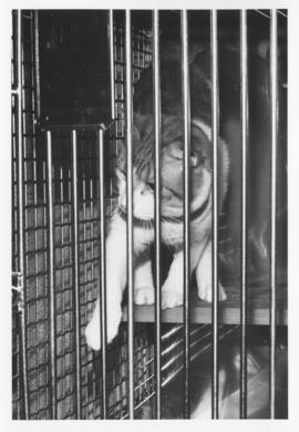 Photograph of a cat reared in a special chamber to study developmental processes in vision