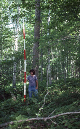 Photograph of an unidentified researcher measuring forest biomass at Plot 3 Control site, a seven...
