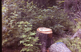 Photograph of the stump of a spruce budworm damaged tree in Point Pleasant Park, Halifax, Nova Sc...