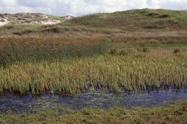 Photograph of Hippuris vulgaris (mare's tail) and Scirpus validus (bulrush) near freshwater pond ...