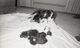 Photograph of a dog with puppies at Howe Hall