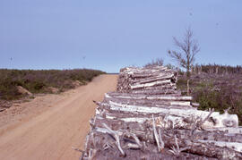 Photograph of stored pulpwood, Highlands Road, Cape Breton