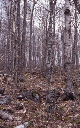 Photograph of forest biomass at Site C, a mixed-growth seventy-four-year-old range at an unidenti...