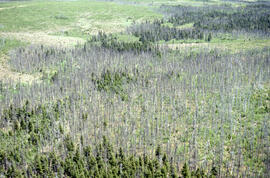 Photograph of spruce budworm-killed forest in Cape Breton Highlands National Park