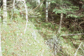 Photograph of intact forest floor at a clearcutting site near Corner Brook, Newfoundland