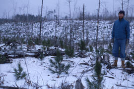 Photograph of an unidentified researcher standing in pyrogenic heath barrens near recently-plante...