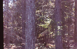 Photograph of resin flow after spruce budworm damage, Point Pleasant Park, Halifax, Nova Scotia
