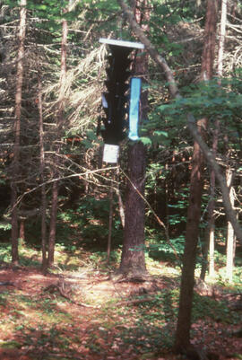 Photograph of a Lindgren funnel trap on a red spruce in Point Pleasant Park, Halifax, Nova Scotia
