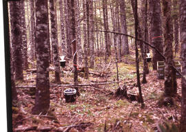 Photograph showing stemflow and throughfall measurements at an unidentified central Nova Scotian ...