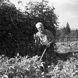 Photograph of Ernest Arthur Farrant digging potatoes