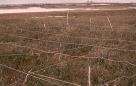 Photograph of an overview of regrowth at the Lupin control site, near Tuktoyaktuk, Northwest Terr...