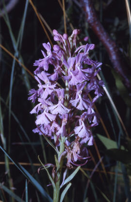 Photograph of purple fringed orchid (Habenaria fimbriata) at Wanapitei River, near Sudbury, Ontario