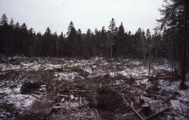 Photograph of a conventional five hectare softwood clear cut at Aylesford Lake, Kings County, Nov...
