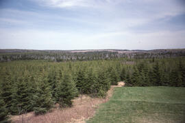Aerial photograph of a spruce plantation from an Irving lookout near Fundy National Park, New Bru...