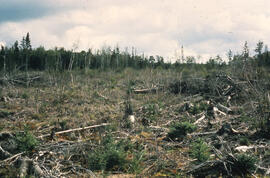 Photograph of slow regeneration after twice spraying at the Antrim site, Halifax County, Nova Scotia