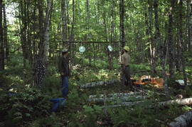 Photograph of two unidentified researchers weighing felled bolts of sugar maple (Acer saccharum) ...