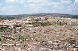 Photograph of a conifer site prepared for crushing in the Irving Black Brook District, northweste...