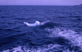 Photograph of a small iceberg in the waves near Labrador