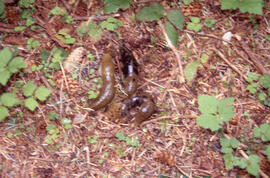 Photograph of three Arion subfuscus (Western dusky slugs) in the Tobeatic Wilderness Area, southw...