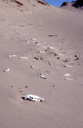 Photograph of unidentified bones exposed on Sable Island dunes
