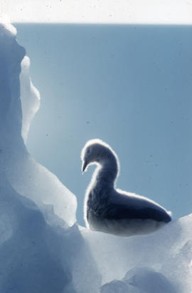 Photograph of a goose figurine made of fur