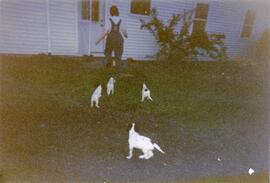 Photograph of dogs following a woman