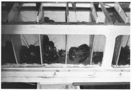 Photograph of  lobsters in 'crowded' housing conditions for aggression experiments in the Psychol...