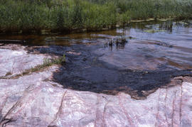 Photograph of oil along the shore at Alexandria Bay, New York