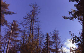 Photograph of spruce budworm damaged trees, Point Pleasant Park, Halifax, Nova Scotia