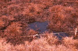 Photograph of detailed vegetation damage at the winter spill site, near Tuktoyaktuk, Northwest Te...