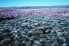 Photograph of an overview of regrowth in the southwest corner of the Meadow summer site, near Tuk...
