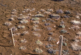 Photograph of controlled plant growth with slag heap material at a tailings site at Nickel Rim, n...