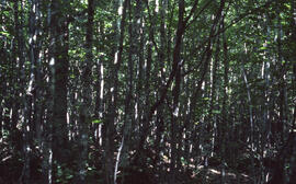 Photograph of forest biomass growth at Site 7 Plot 15, a forty-year growth stand at an unidentifi...