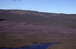 Photograph of Black spruce (Picea mariana) regeneration near a burn site after seven years, near ...