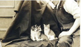Photograph of three Mackay-Bennett cats