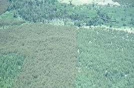 Aerial photograph of a regenerating plantation near Fundy National Park, New Brunswick