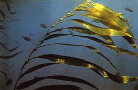 Slide depicting oceanic plant life