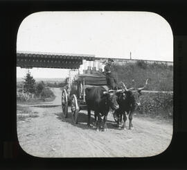 Photograph of a man on an ox wagon loaded with stove pipe and other goods