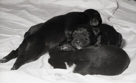 Photograph of puppies at Howe Hall