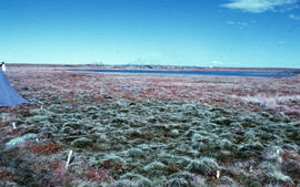 Photograph showing regrowth at the Meadow summer spill site, near Tuktoyaktuk, Northwest Territories