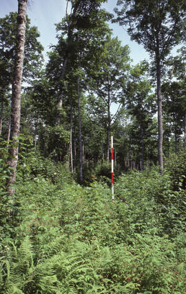 Photograph of forest biomass measurements at an unidentified four- or five-year-old thin hardwood...