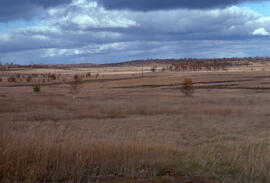 Photograph of the revegetation of a former tailings area at the Copper Cliff site, near Sudbury, ...