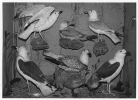 Photograph of a taxidermy display of gulls at the McCulloch Museum in the Biology Department