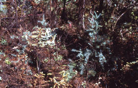 Photograph of mature forest adjacent to the winter spill site near Norman Wells, Northwest Territ...